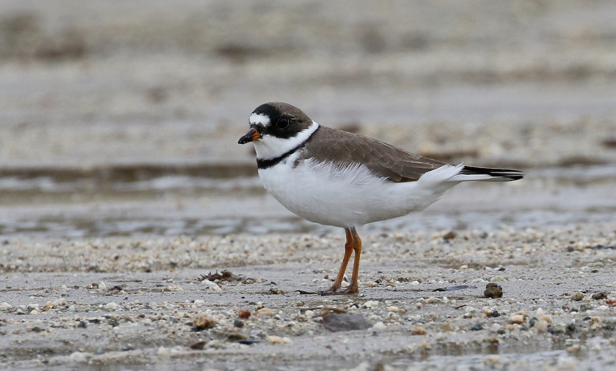 Semipalmated Plover - ML329179301