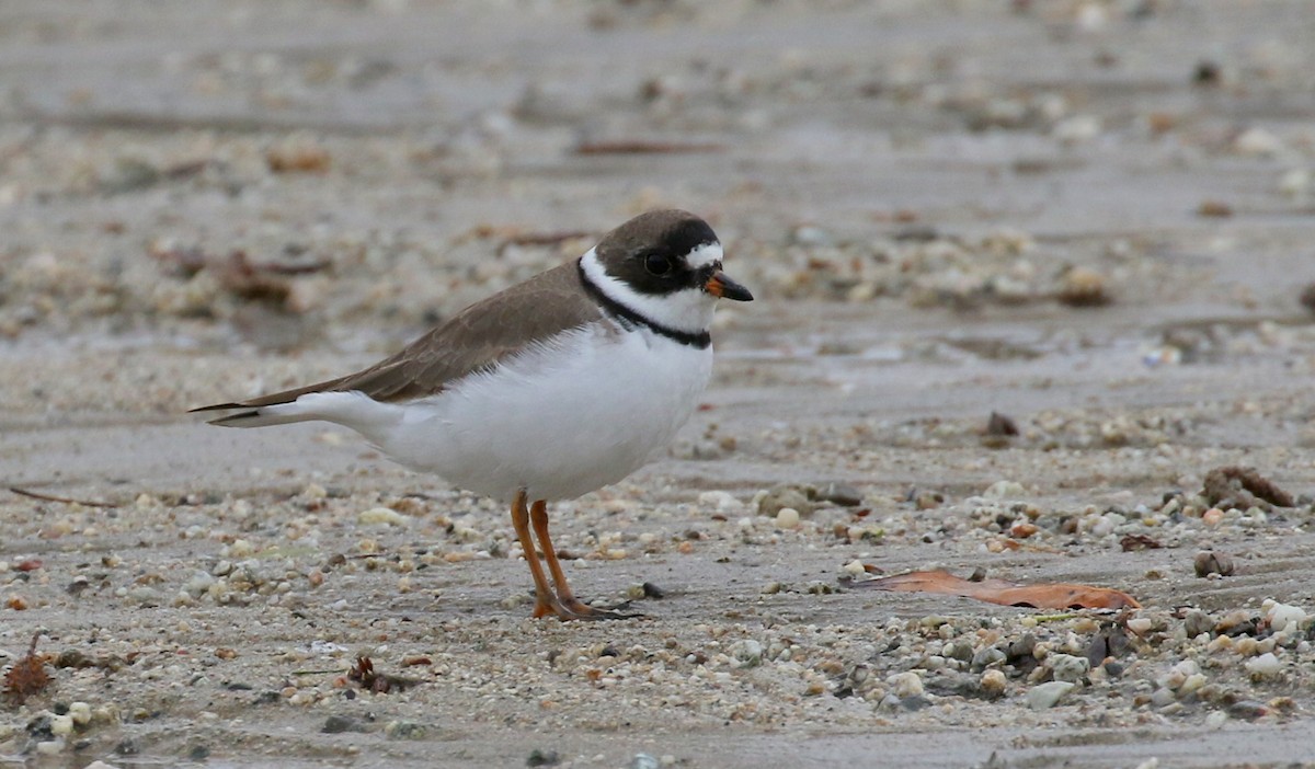 Semipalmated Plover - ML329179721