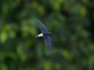  - Silver-rumped Needletail
