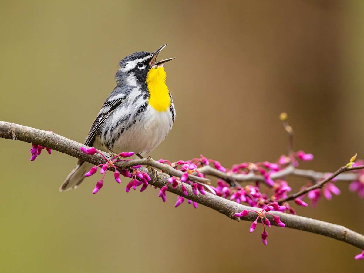 Yellow-throated Warbler - Setophaga dominica - Birds of the World