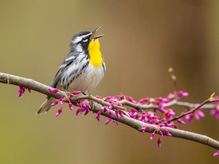  - Yellow-throated Warbler