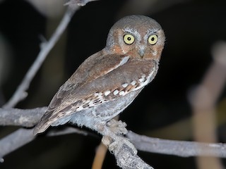  - Elf Owl