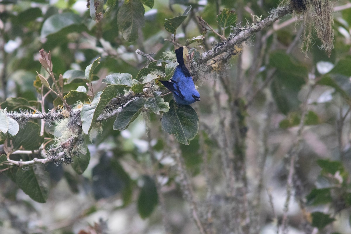 Blue-and-black Tanager - ML329184821