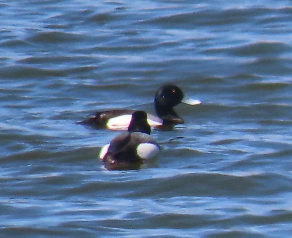 Greater Scaup - ML329189831