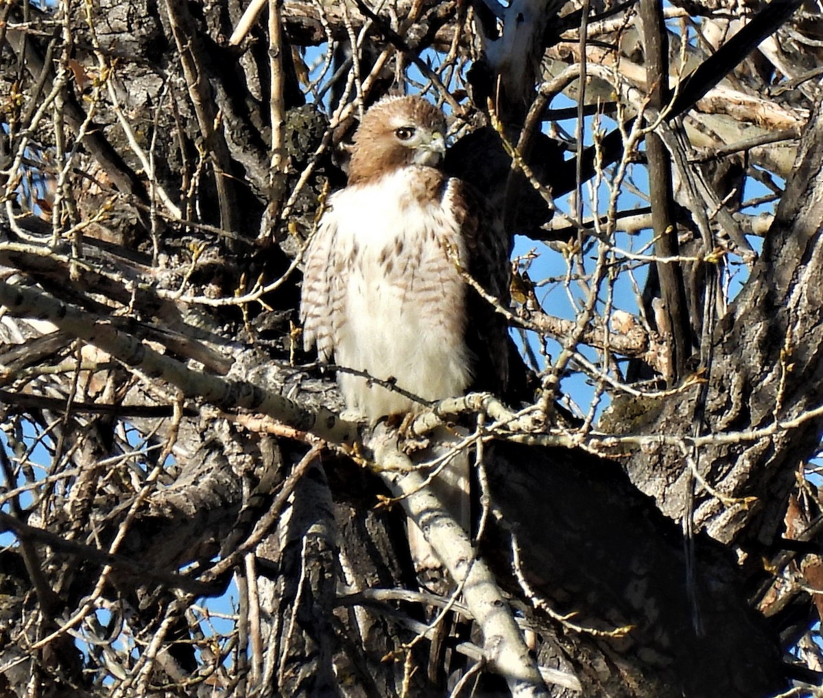 Red-tailed Hawk - ML329192601