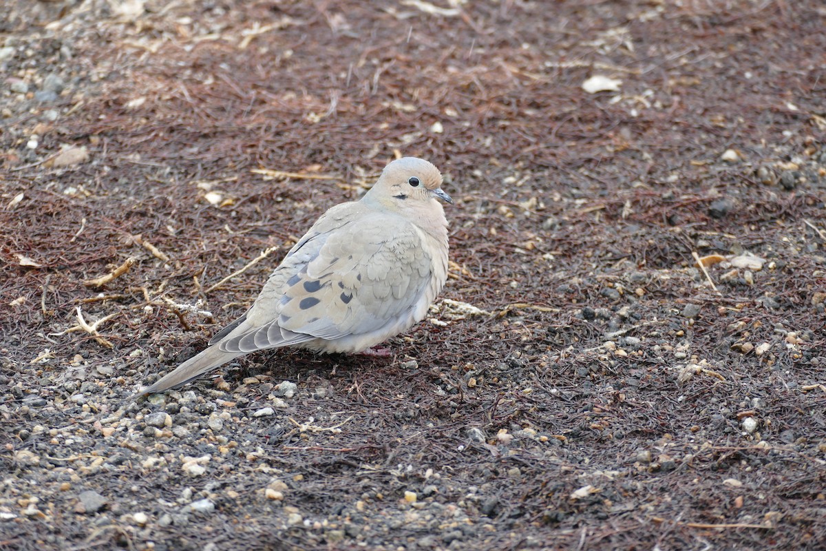 Mourning Dove - Kelly Ormesher
