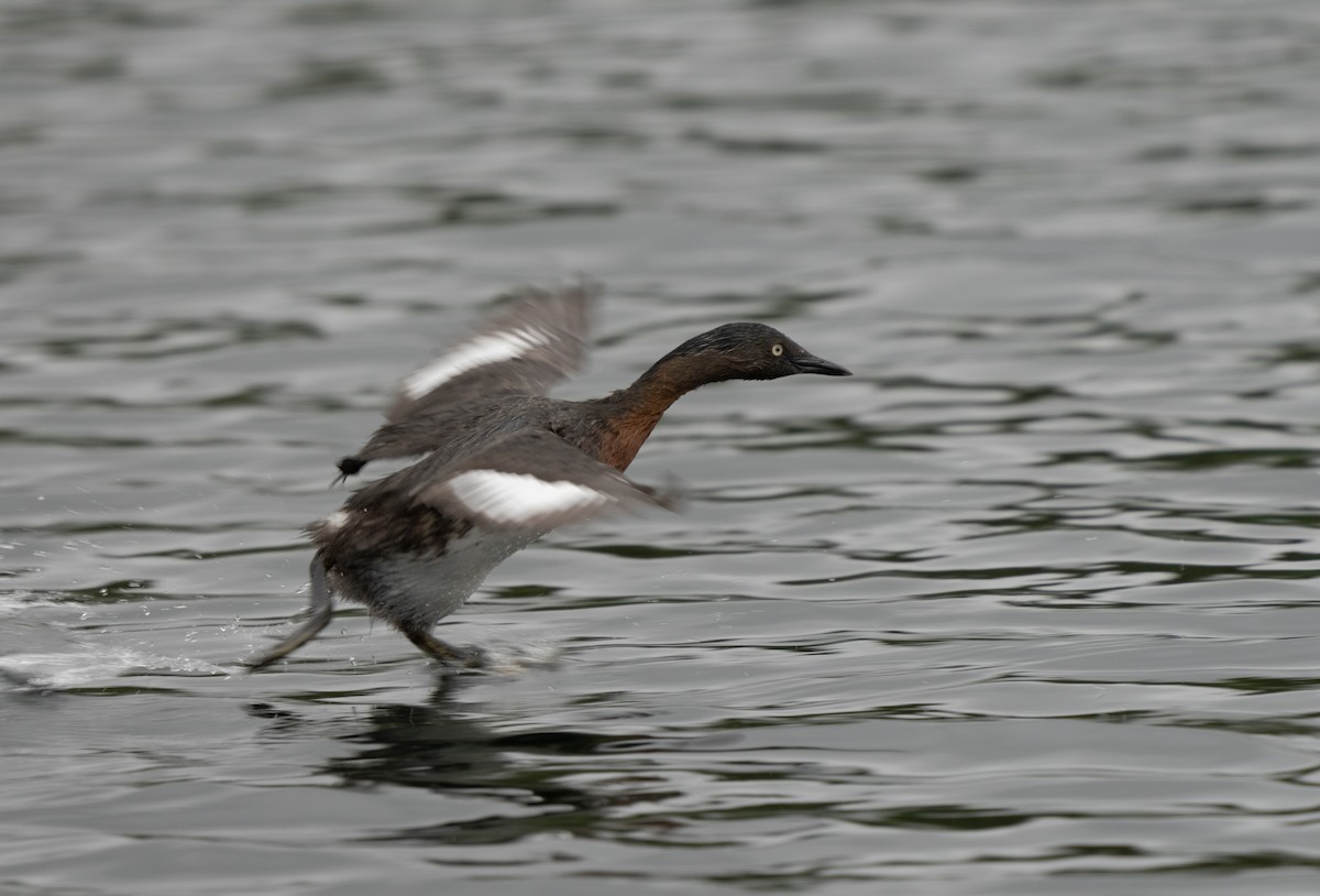New Zealand Grebe - Mike Vincent
