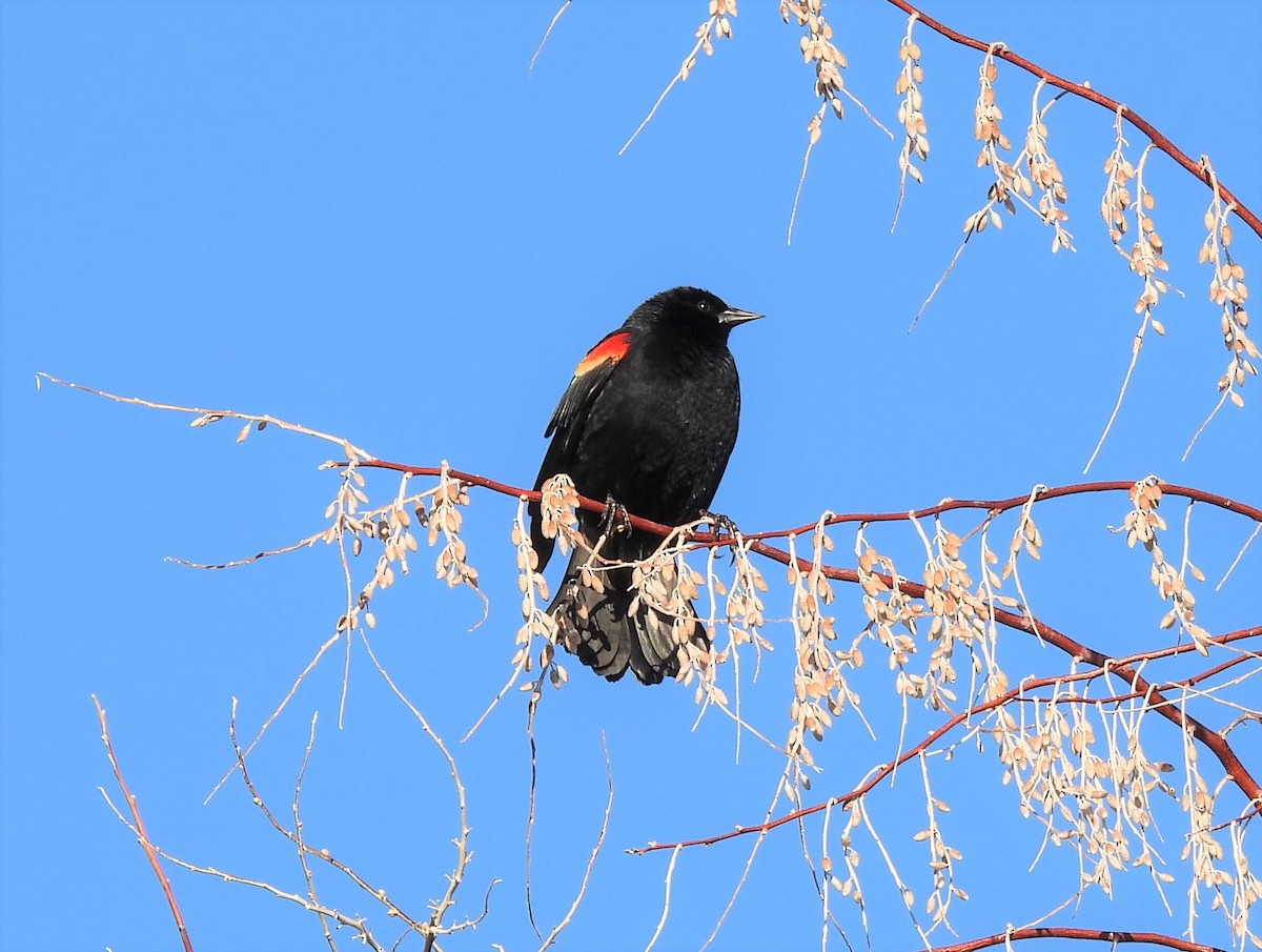 Red-winged Blackbird - ML329197241