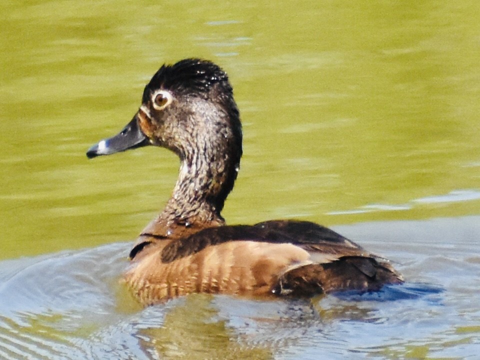 Ring-necked Duck - ML329199911