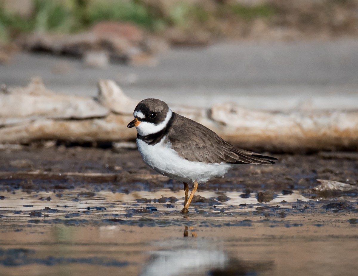 Semipalmated Plover - Thomas Brown