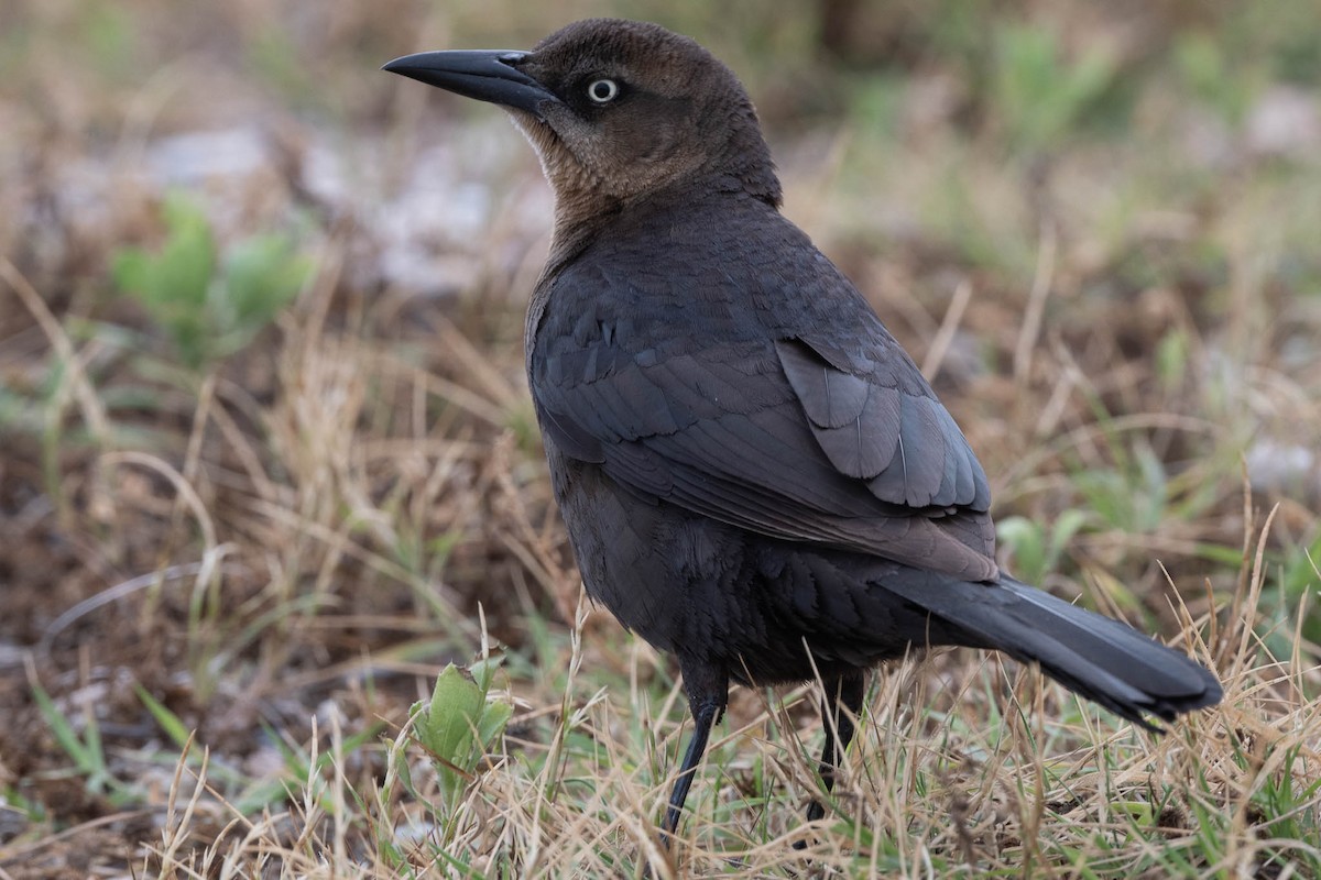 Great-tailed Grackle - ML329204711