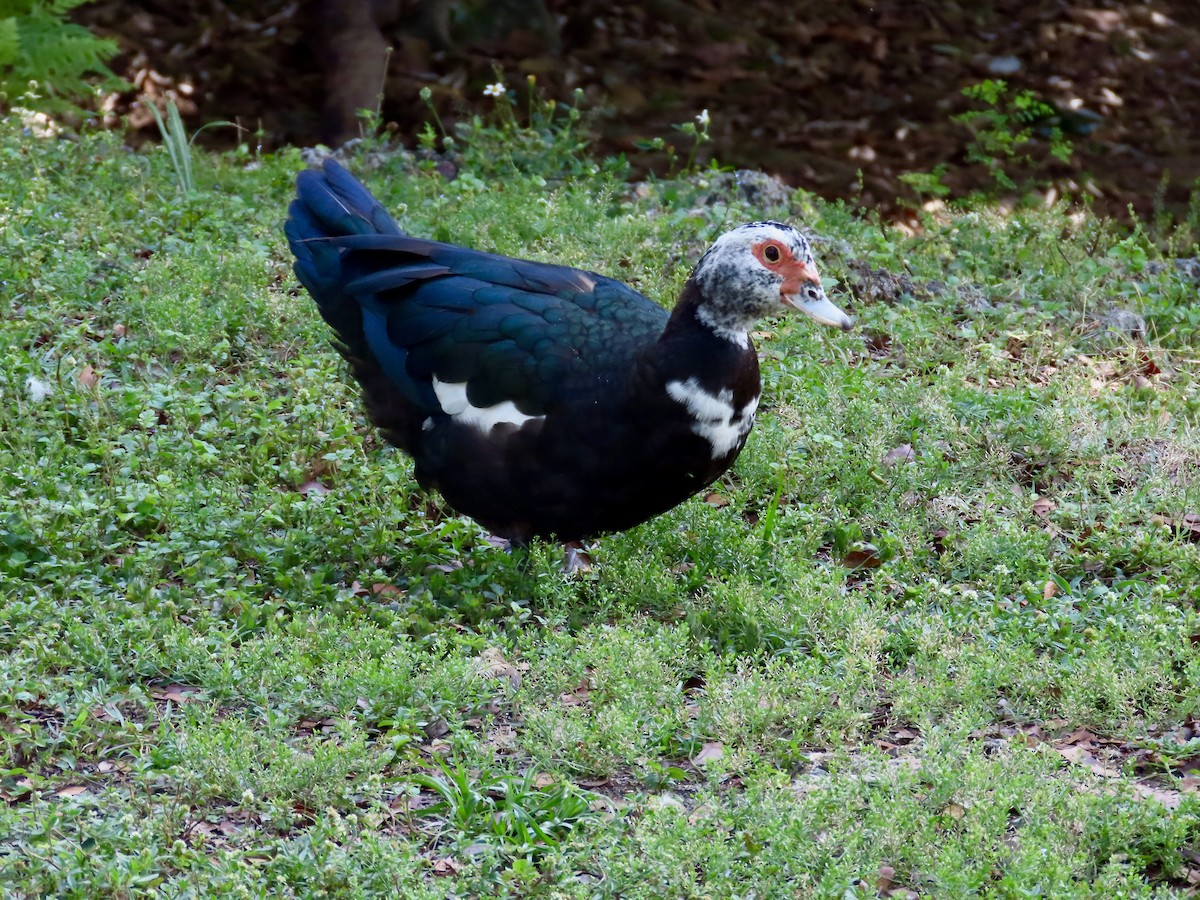 Muscovy Duck (Domestic type) - Lisa Owens