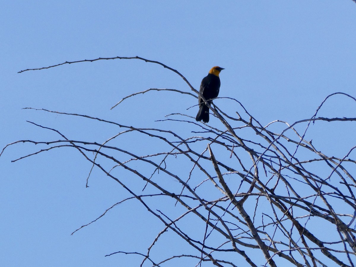 Yellow-headed Blackbird - ML329207251
