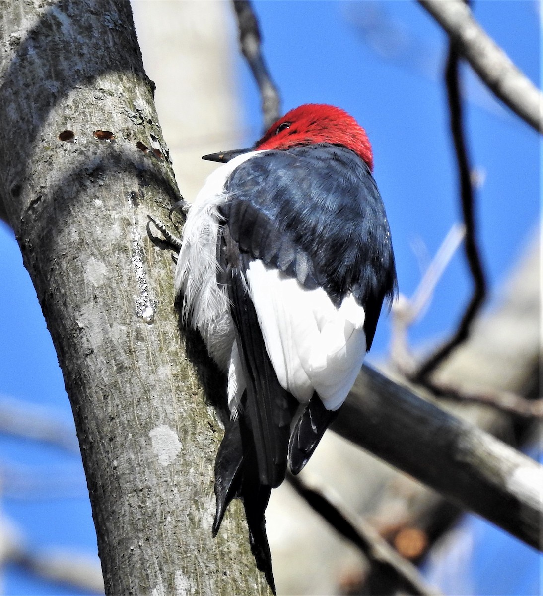 Red-headed Woodpecker - ML329213211