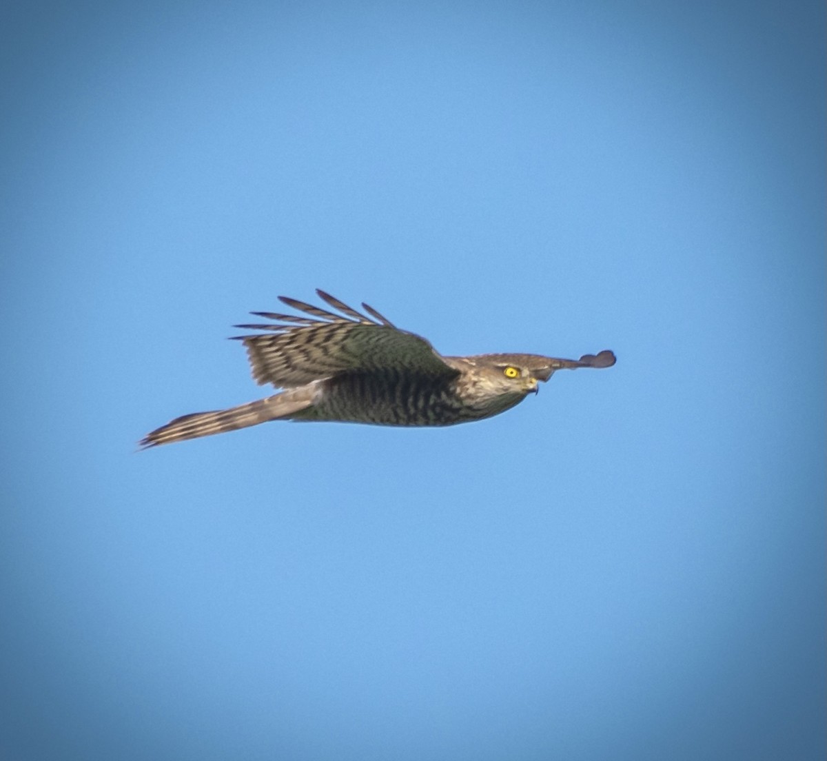 Eurasian Sparrowhawk - ML329213961