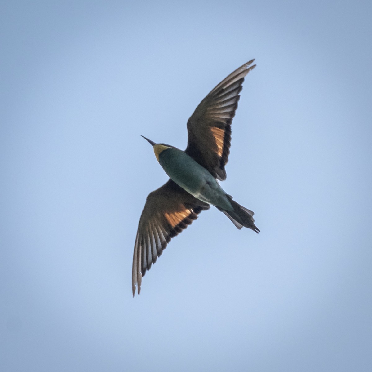 European Bee-eater - ML329214431