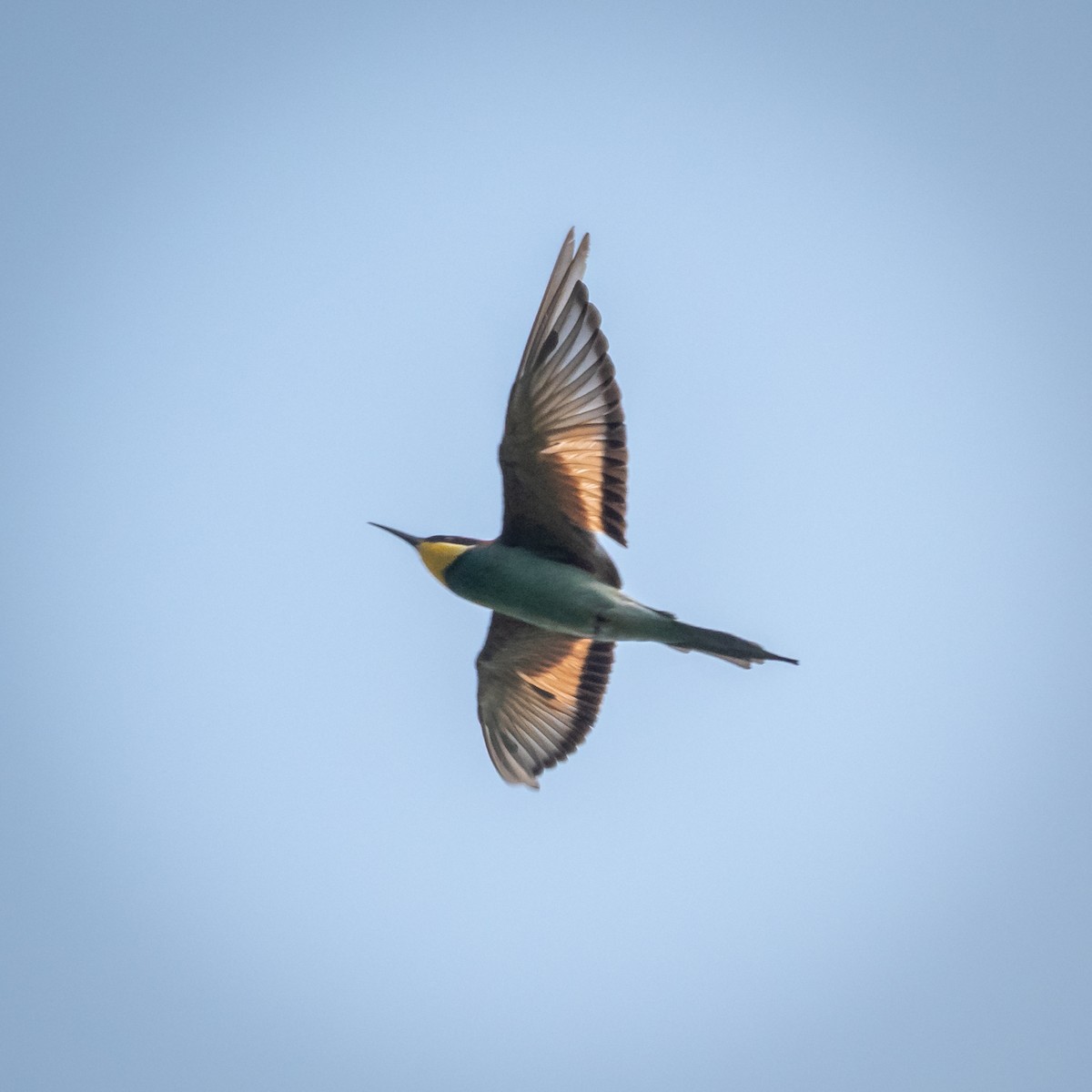 European Bee-eater - ML329214491