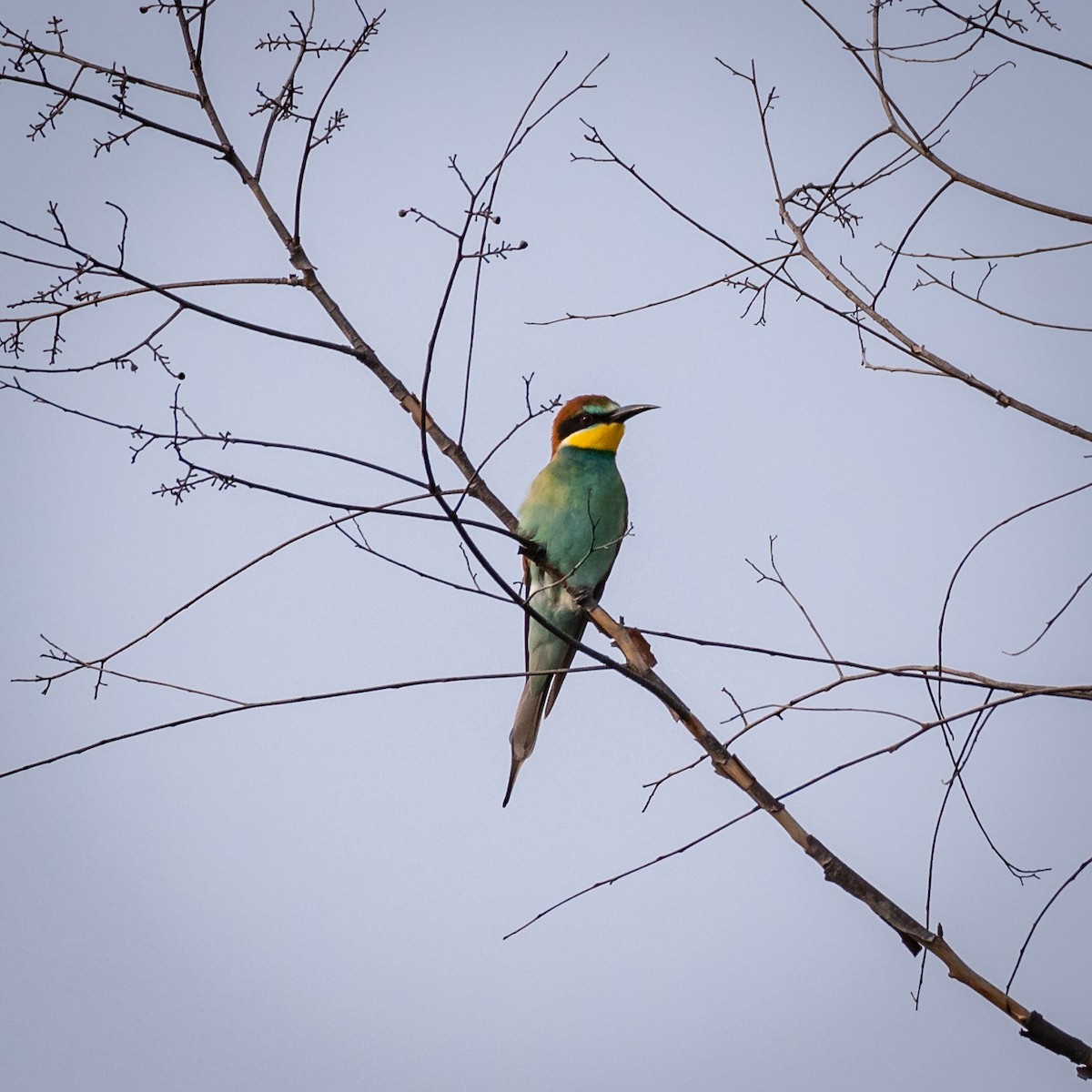 European Bee-eater - ML329214501