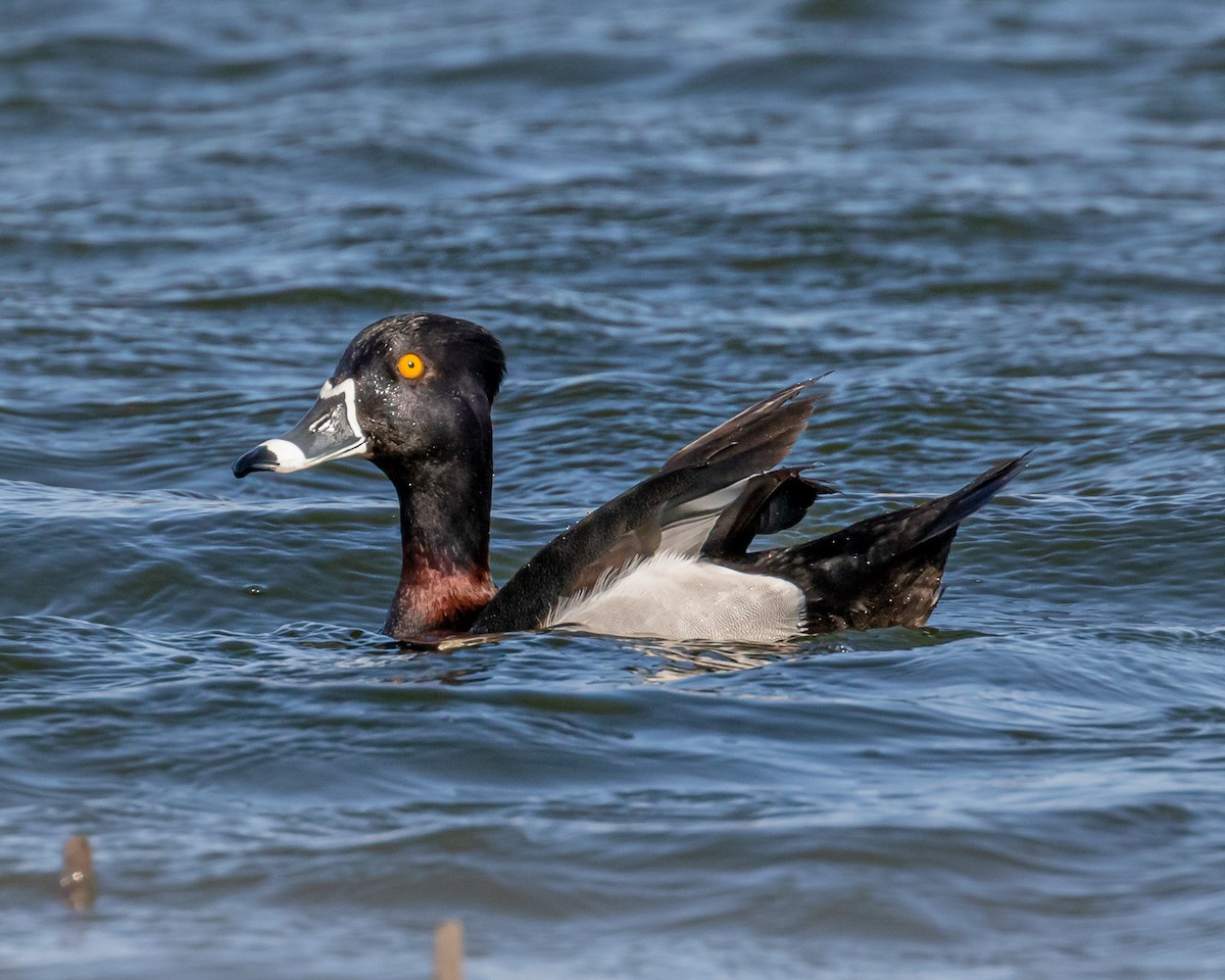 Ring-necked Duck - Karl Wirth