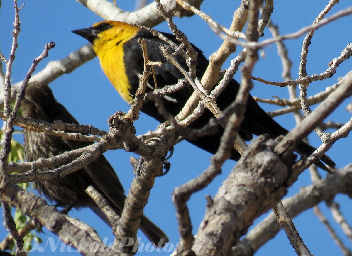 Yellow-headed Blackbird - ML329219401