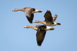 Greater White-fronted Goose, ML329223061