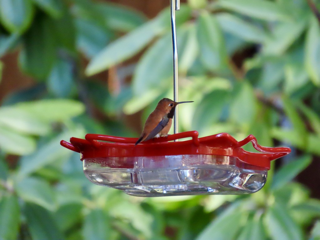 Rufous Hummingbird - ML329226421