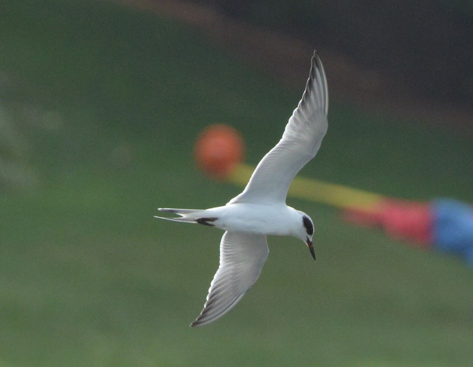 Forster's Tern - Frederick Atwood