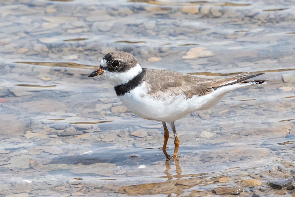 Semipalmated Plover - Mike Thompson