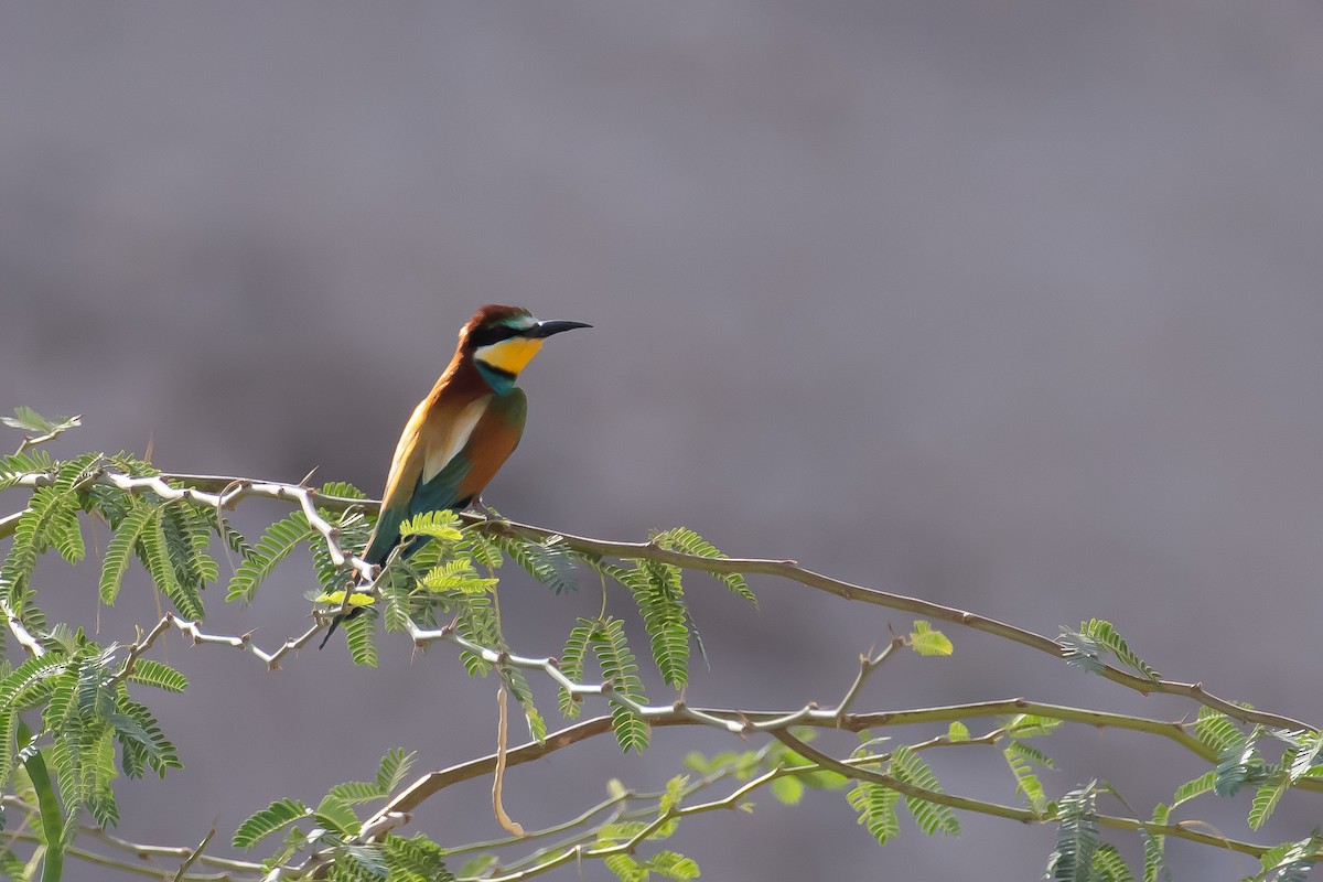 European Bee-eater - ML329248311