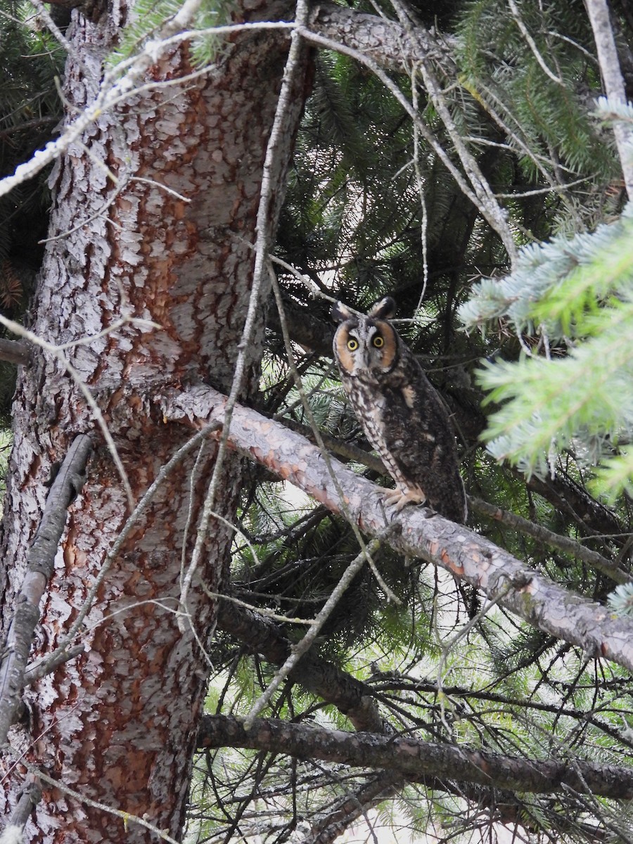 Long-eared Owl - ML329250871