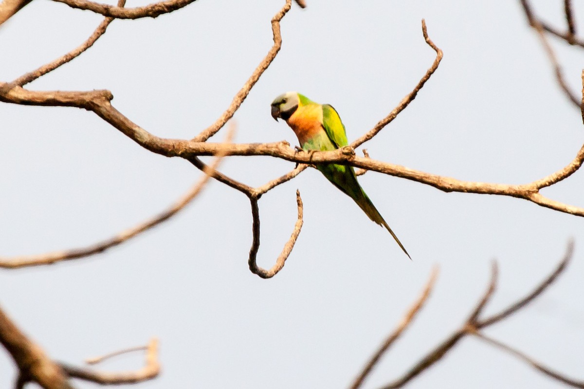 Red-breasted Parakeet - Mike Prince
