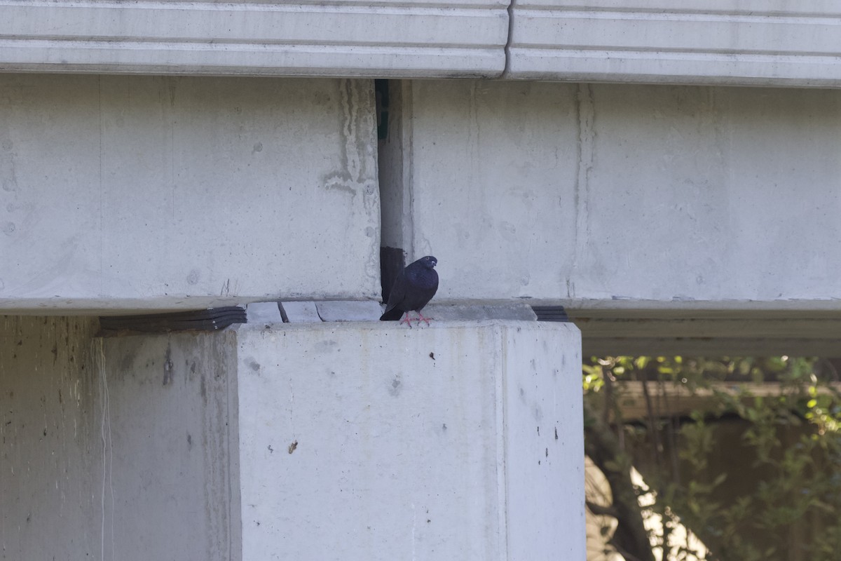 Rock Pigeon (Feral Pigeon) - ML329253501