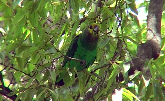 Yellow-fronted Parrot - ML329255701