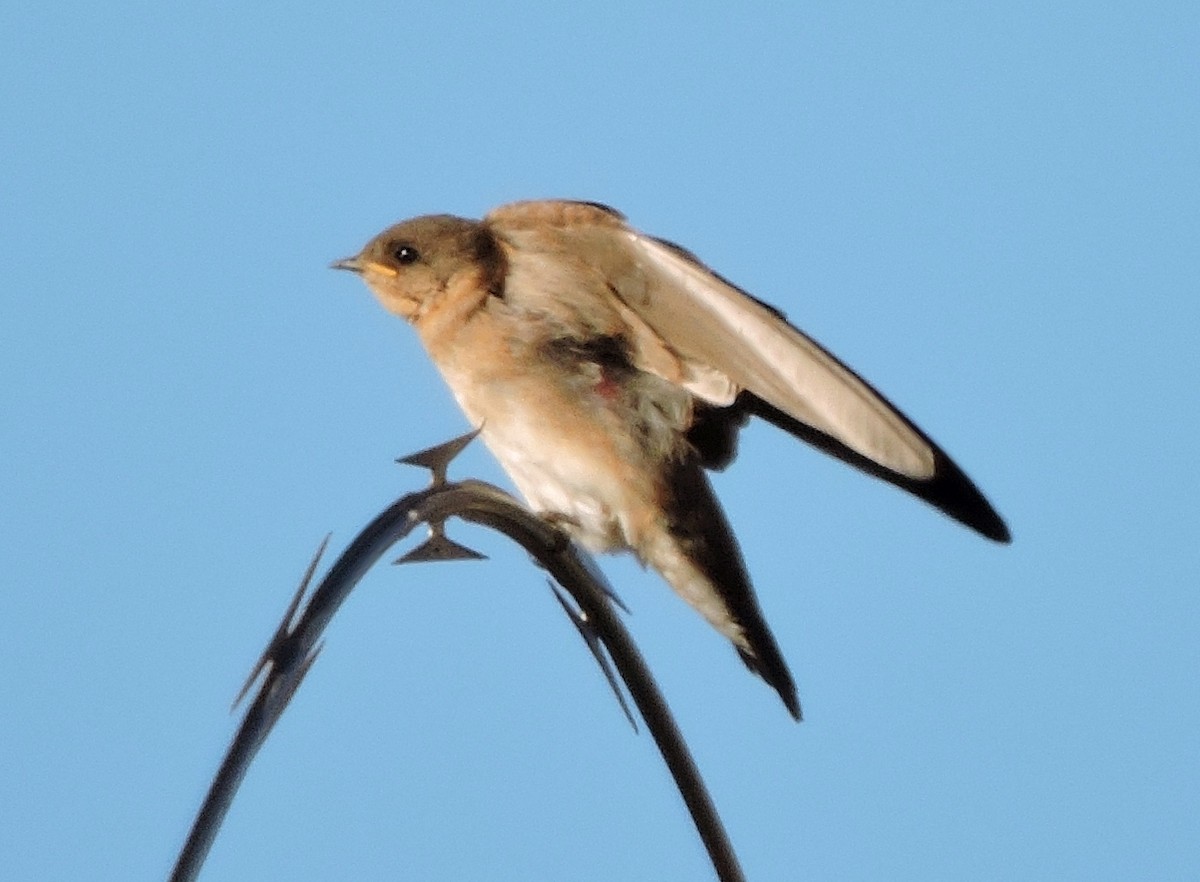 Northern Rough-winged Swallow - ML32926041