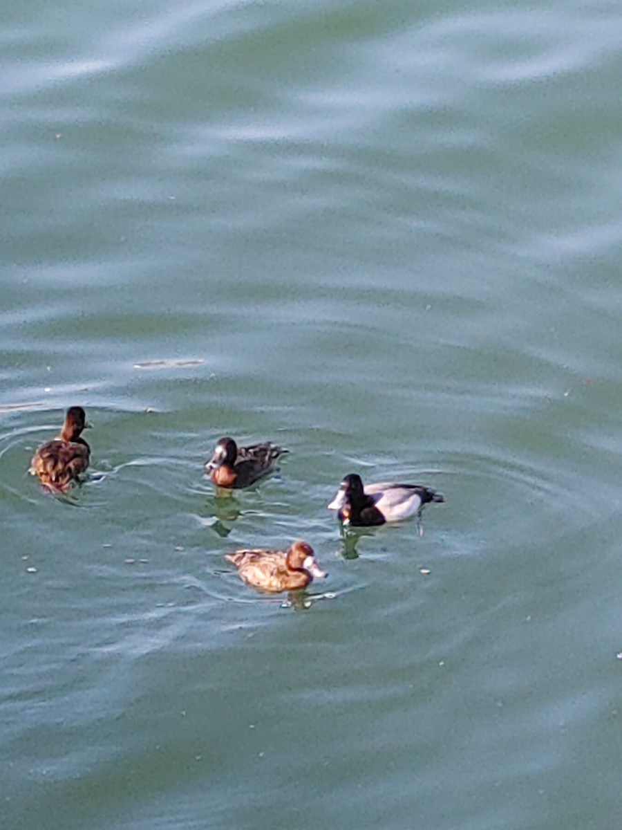 Greater Scaup - ML329268161