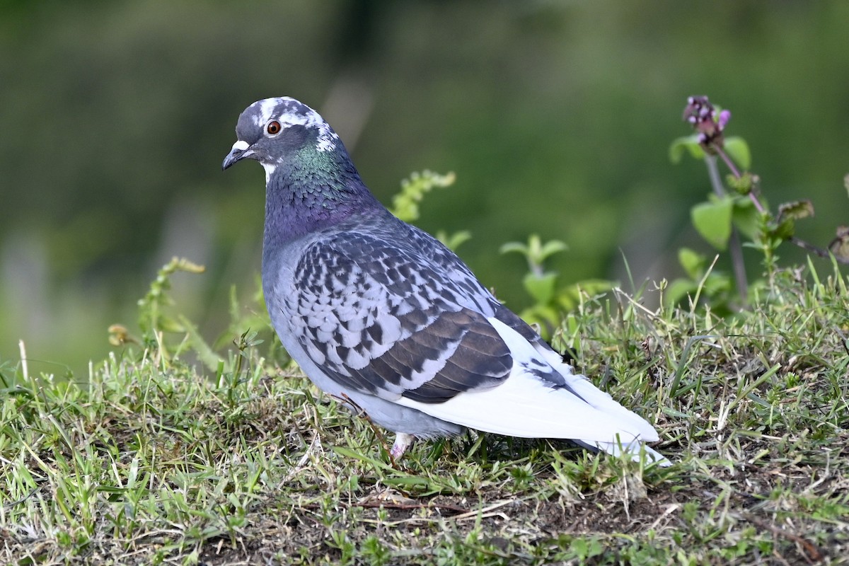 Rock Pigeon (Feral Pigeon) - ML329268201