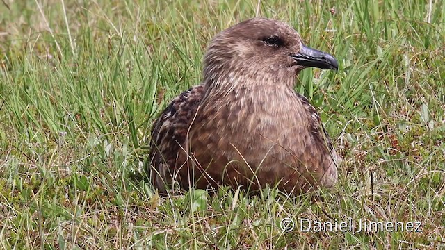  - Great Skua
