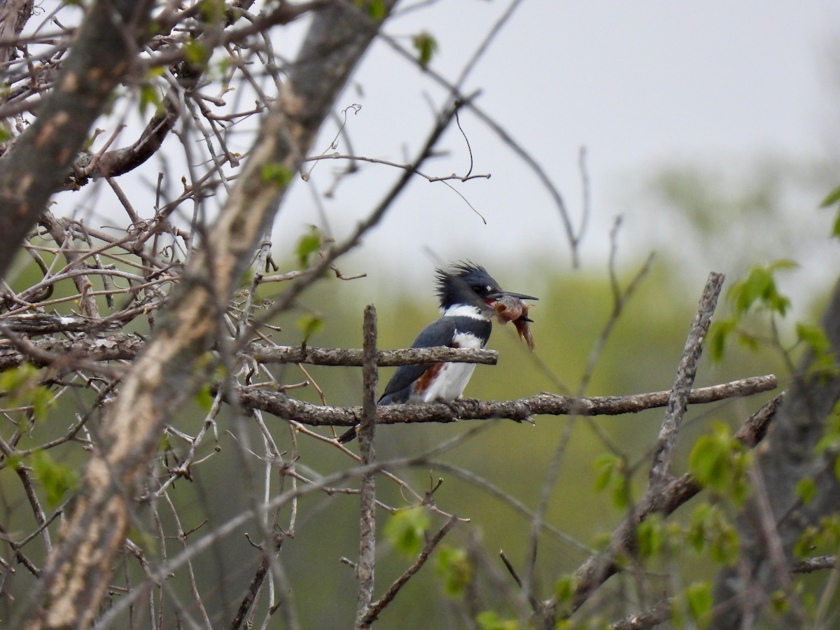 Belted Kingfisher - Joey Magerl
