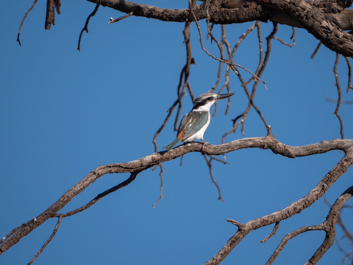 Red-backed Kingfisher - ML329273341
