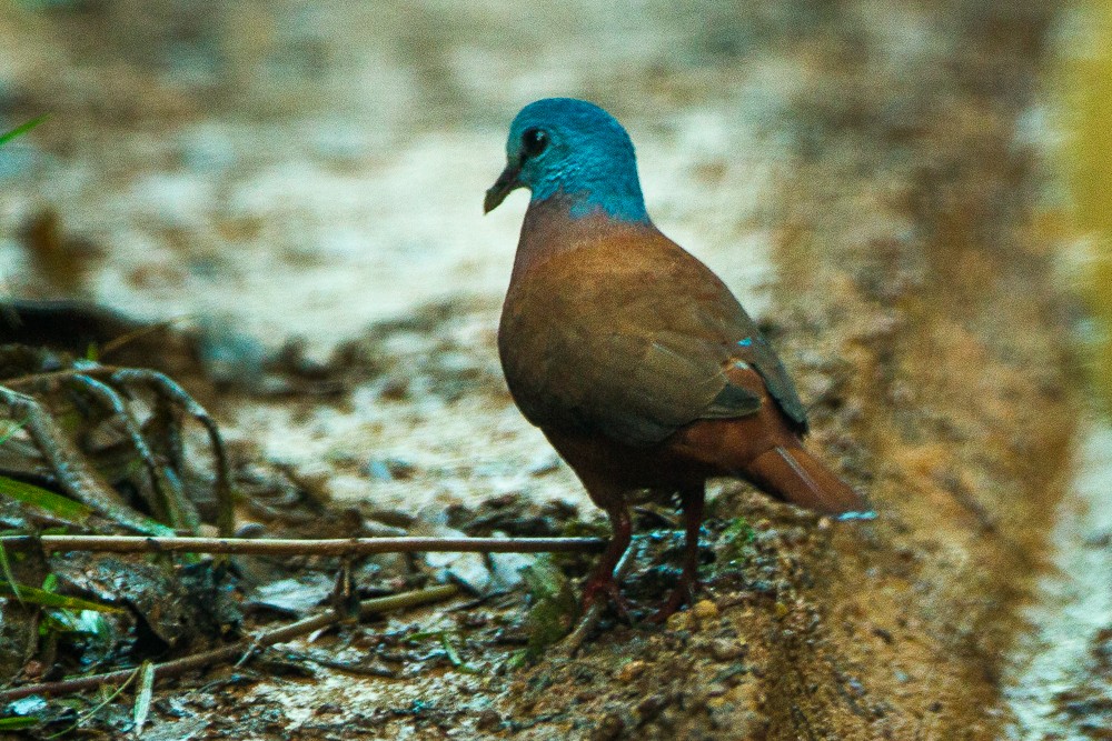 Blue-headed Wood-Dove - Francesco Veronesi