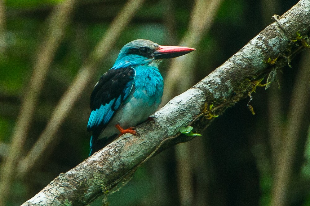 Blue-breasted Kingfisher - Francesco Veronesi