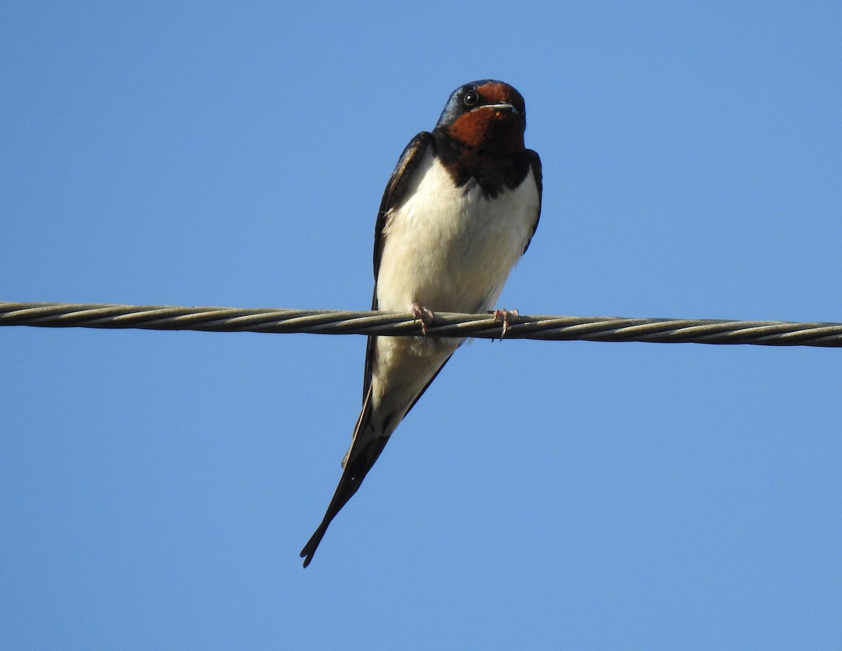 ebird-checklist-23-apr-2021-mitaka-sen-river
