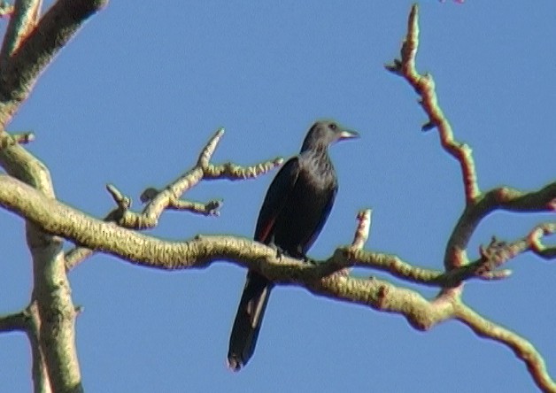 Red-winged Starling - ML329288951