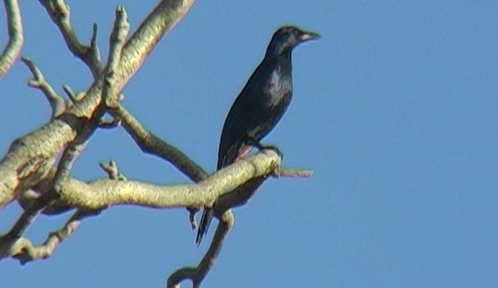 Red-winged Starling - ML329288961