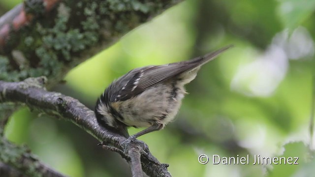  - Coal Tit