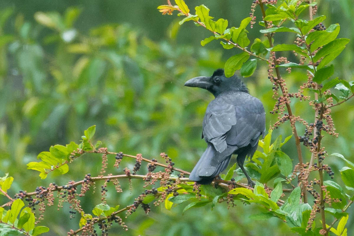Large-billed Crow (Eastern) - Poojan Gohil