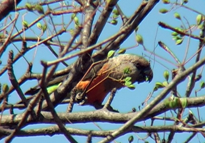 Red-bellied Parrot - ML329290721