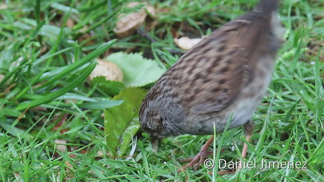  - Dunnock