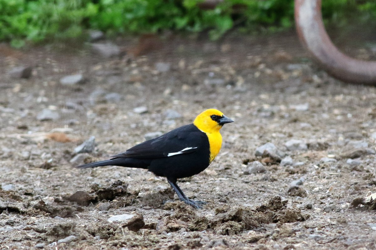 Yellow-headed Blackbird - Ronald Goddard