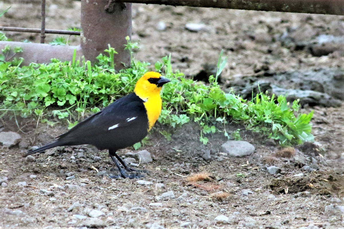 Yellow-headed Blackbird - ML329292281